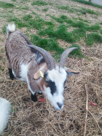 Two pigmy goats for sale