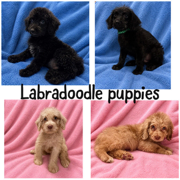 Labradoodle F1B Health clear pups
