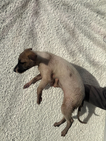 Bedlington whippet