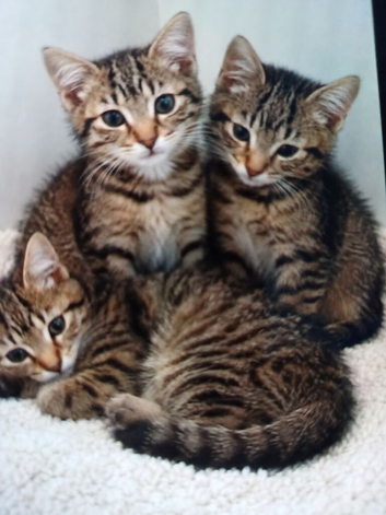 Siamese xx