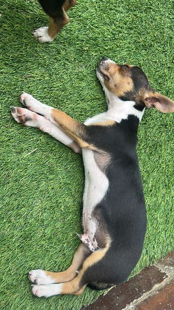 2 girls 2 boys 12 weeks old first jabs wormed