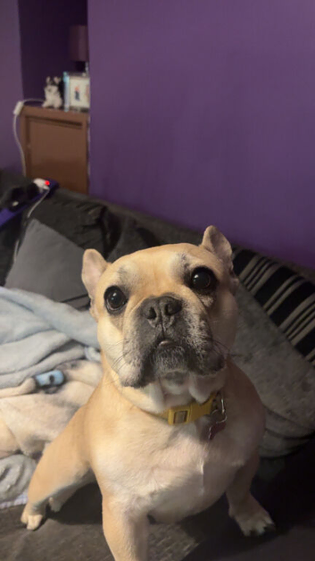 3 year old female french bulldog