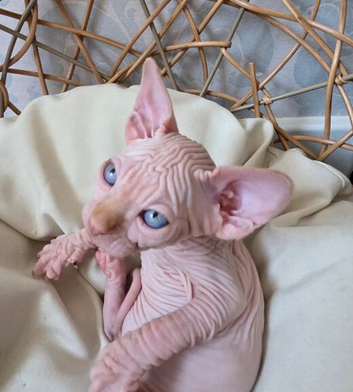 New Sphynx Litter Available Now!