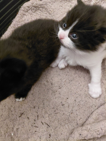 Veey beauriful kittens