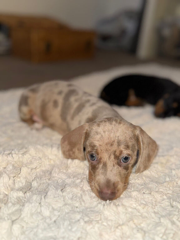 Kc registered miniature dachshund puppies