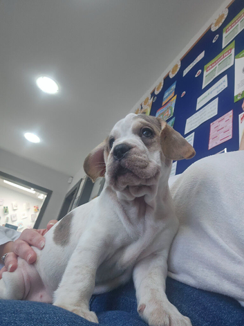French bulldog x Show cocker spaniel ☆Ready to leave Tomorrow☆