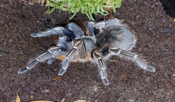 Costa Rican Zebra Tarantula