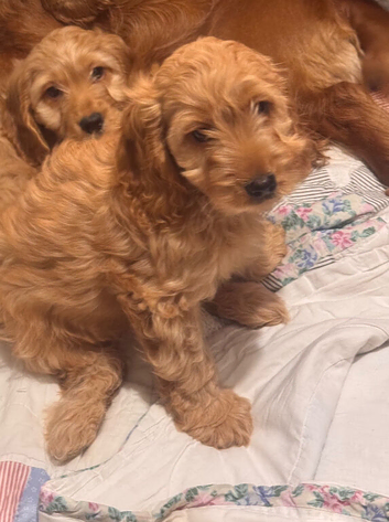 Quality Ruby F1 Cockapoo Puppies