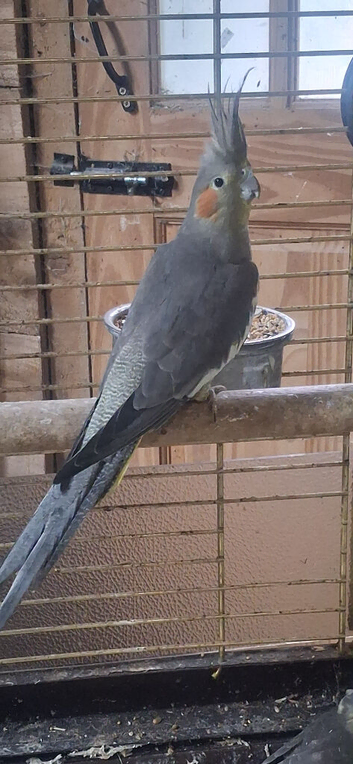 hand reared cockatiels