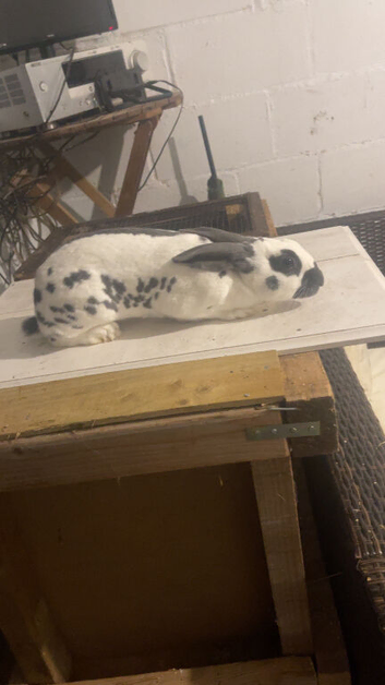 English spot show Rabbit ringed male(buck)