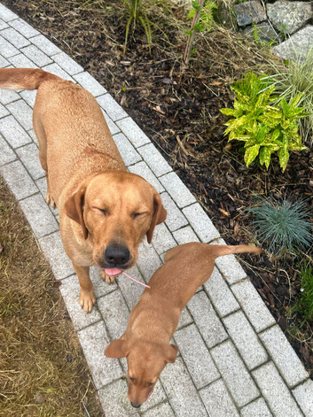 Ready now!!! Beautiful fox red Labrador