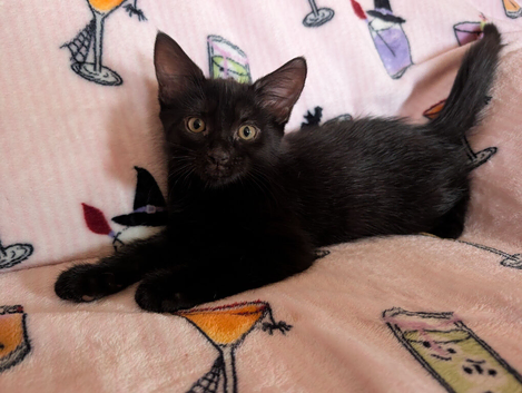 10 week old