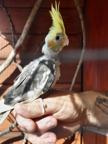 Female cocketiel