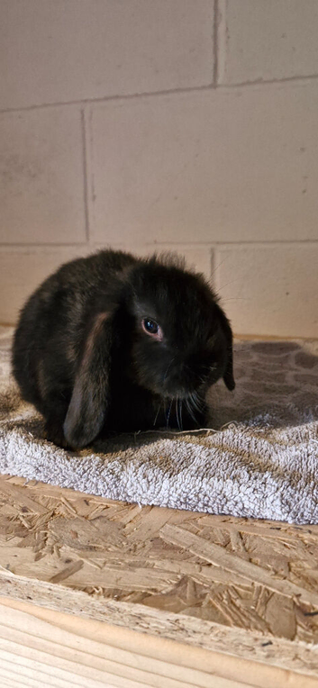 Mini lop bunnies