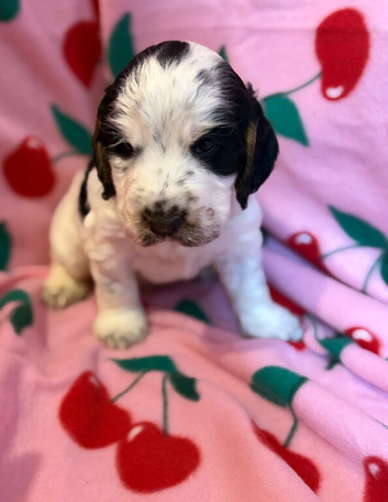 beautiful puppies for sale ready in 3 weeks