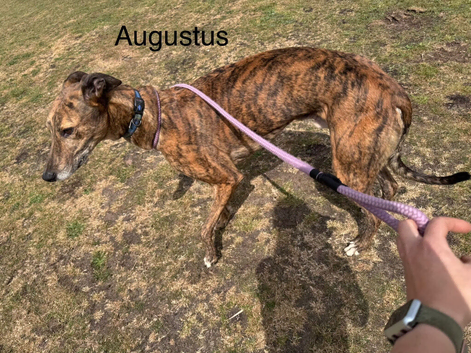 Beautiful greyhounds