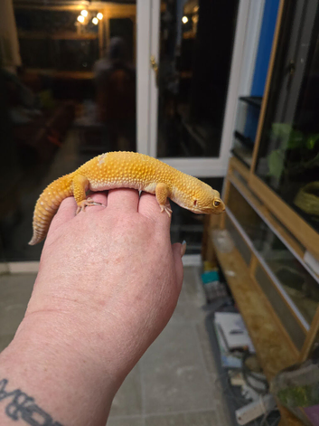 Male leopard gecko