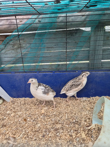 Quail