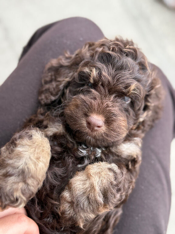 Gorgeous F1 cockapoo puppies