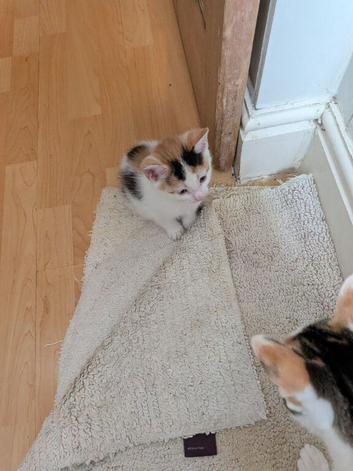 Kittens for forever home