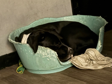 Cane corso x male