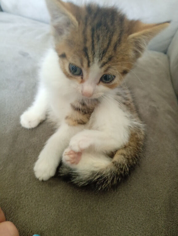 Tabby kittens mixed breed