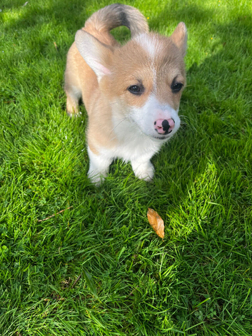 Welsh Pembrokeshire corgi pups