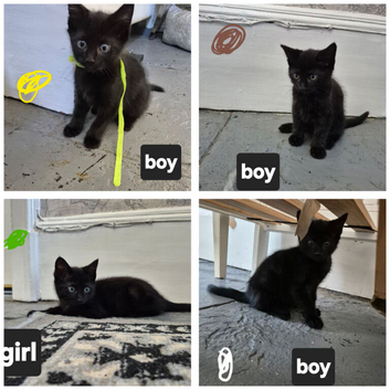 Kittens for sqle