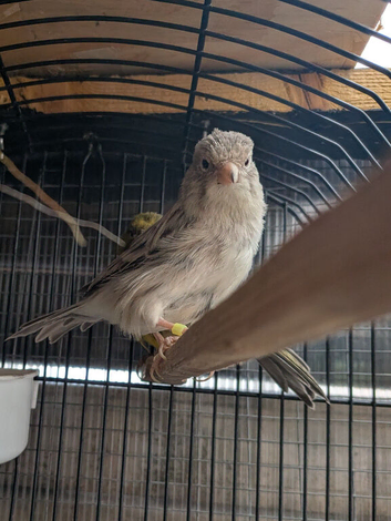 Two cock canaries for sale