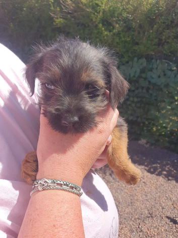3 littler boarder terrier puppies left of a litter of 8