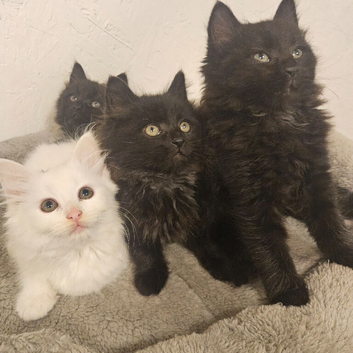 Adorable fluffy Kittens Ready for Loving Home
