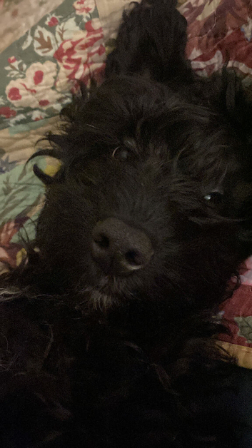 Billy is looking for his forever home