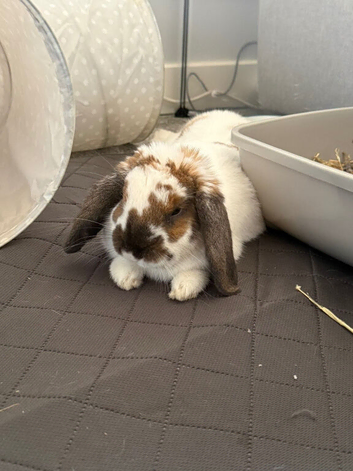 Male Rabbit