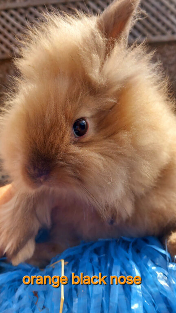 *1 BEAUTIFUL BOY NOW AVAILABLE*DOUBLE MANED LIONHEAD x CASHMERE MINILOPS