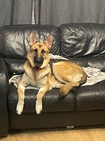 German shepherd dogs