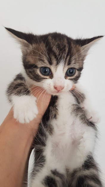 weet 5‑week‑old male kitten with a cute curled tail. Healthy, playful and well‑socialised
