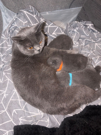 5 Blue British Shorthairs