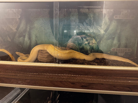 Banana python