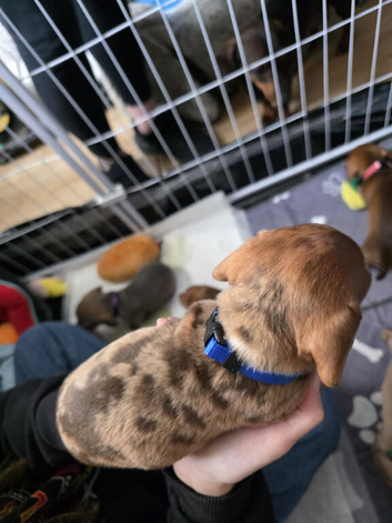 Miniature  Dachshund pups