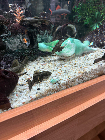 Pleco&rsquo;s for Sale