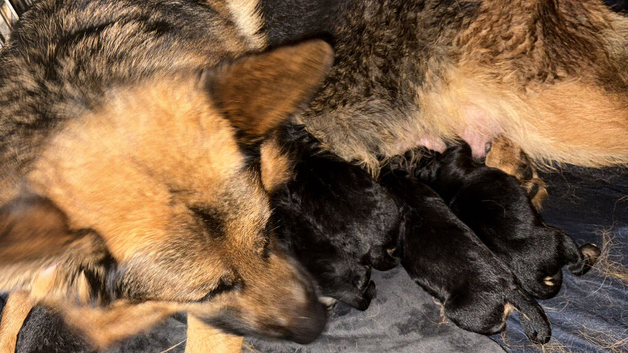 2 Gorgeous Golden Shepherd Female Puppies Seeking their Forever Home!!