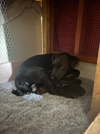 Patterdale puppies for sale