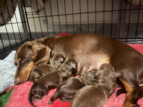 Miniature dachshund puppies