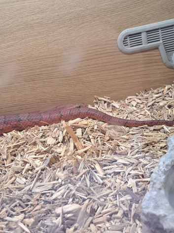 Corn snake on own