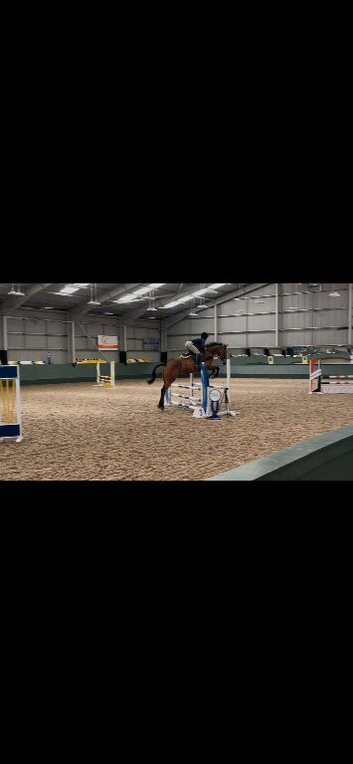 6yo kwpn x gelding