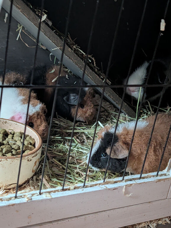 Pair of baby teddy's