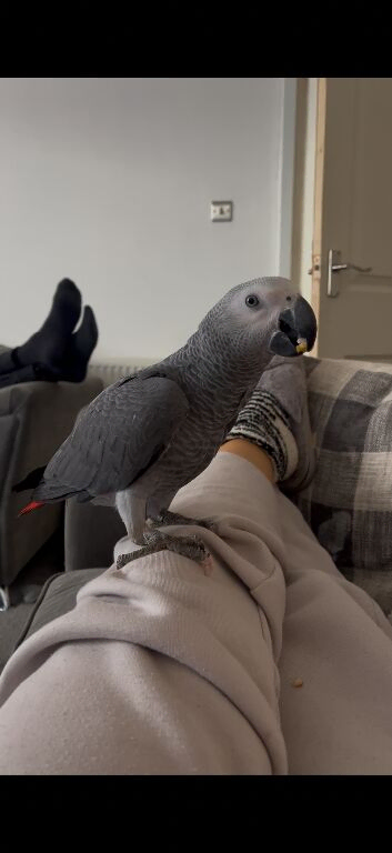Talking African Grey &ldquo;Gizmo&rdquo; &ndash; 1 Year Old &ndash; Funny, Cheeky & Friendly