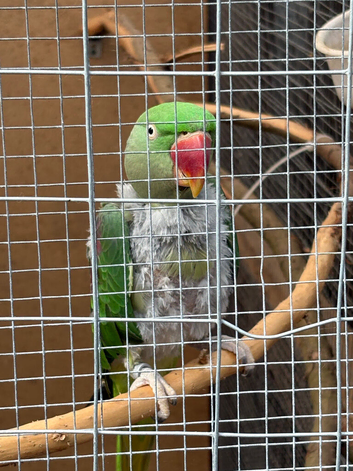 Ring neck for sale