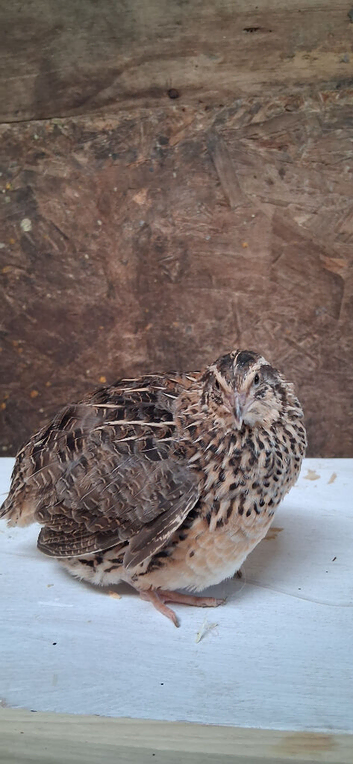 Coturnix quail breeding group