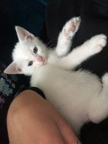 8 week old khao manee male kitten for sale